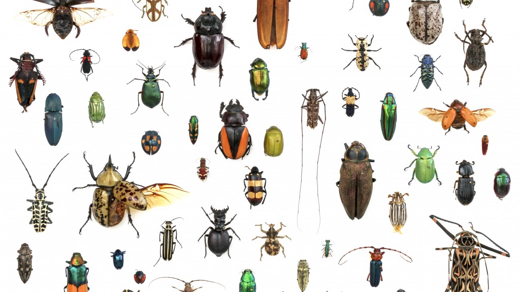 Collecting – PLSC 350 Insect Collection Guidelines