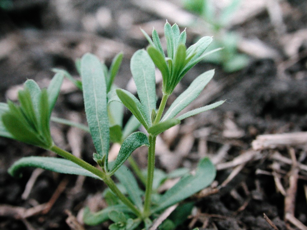 Cleavers Weed Control in Organic Agriculture PLSC 234.3